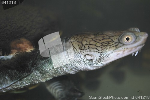 Image of the water terrapin in the aquarium, macro