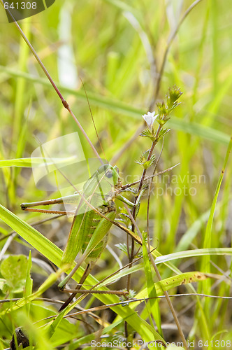 Image of Locust