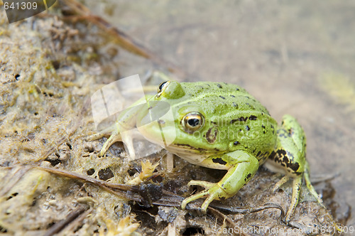 Image of  Cautious frog on water edge