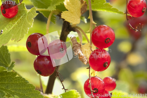 Image of Redcurrant