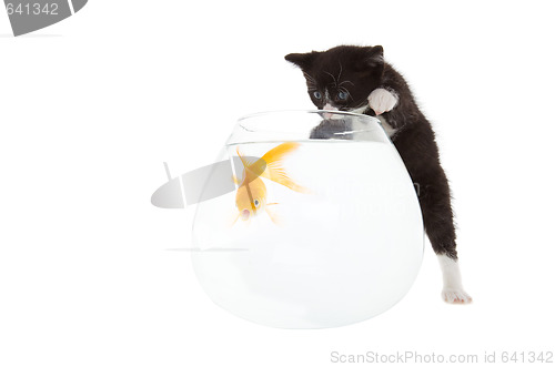 Image of Kitten and fish