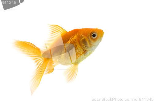 Image of Goldfish