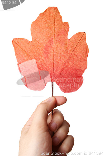 Image of Leaf in a man hand.