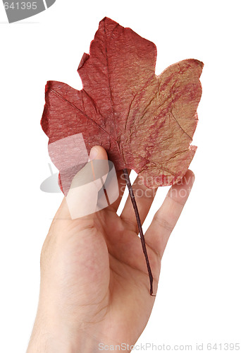 Image of Leaf in a man hand.