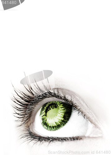 Image of Beauty big eye.