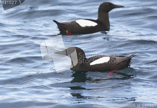 Image of Black Guillemot 