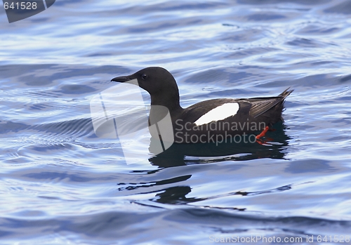 Image of Black Guillemot