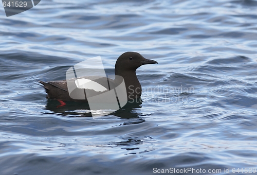 Image of Black Guillemot 