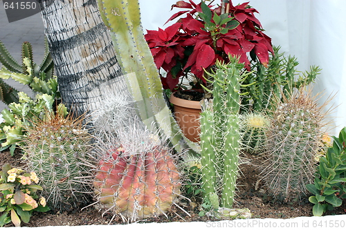 Image of Cactus