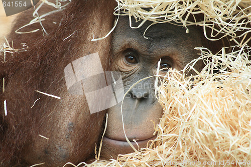 Image of orangutan