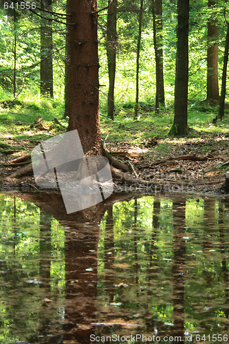 Image of forest and water 