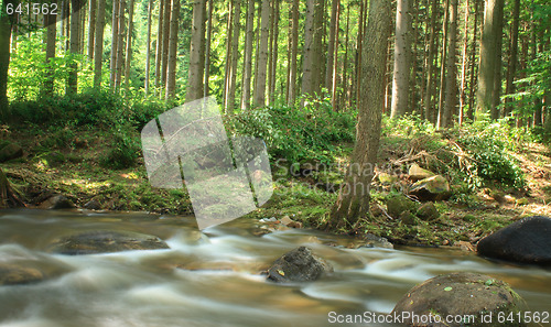 Image of forest and water 