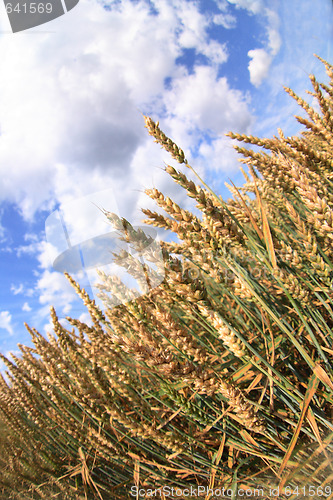 Image of golden corn and blue sky