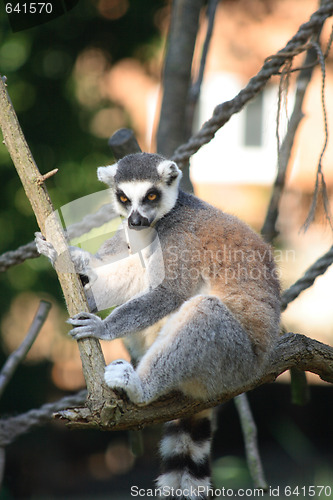 Image of lemur monkey