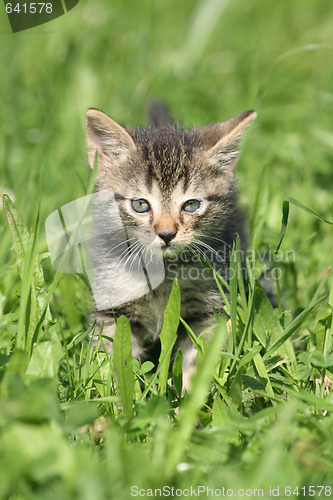 Image of small cat 