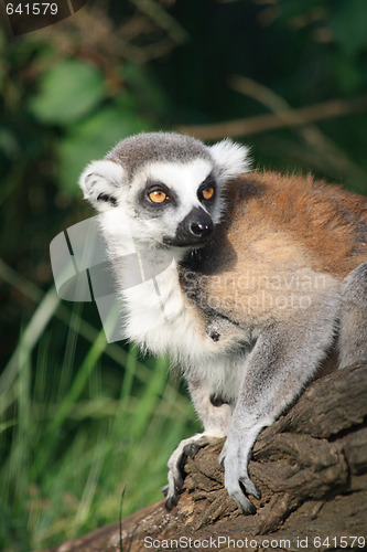 Image of lemur monkey