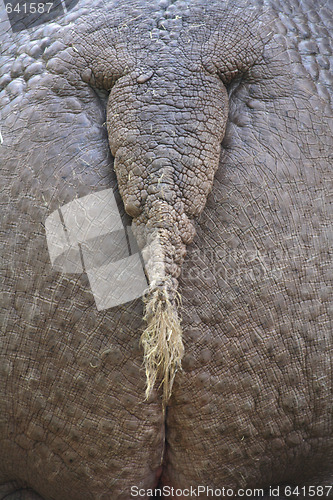 Image of hippo ass