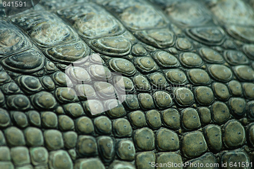 Image of crocodile texture