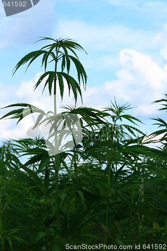 Image of field of cannabis