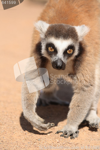 Image of lemur monkey