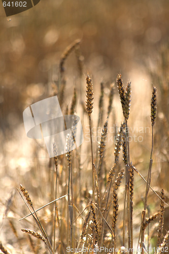 Image of golden corn