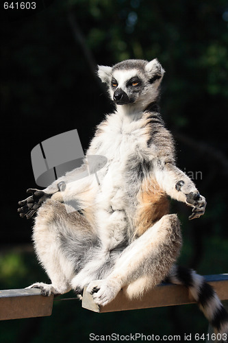 Image of lemur monkey