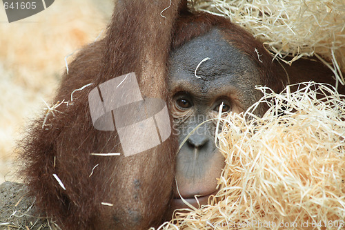 Image of orangutan