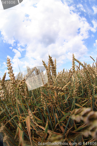 Image of golden corn and blue sky