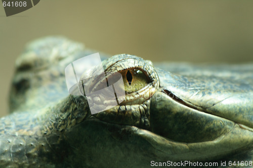 Image of crocodile head