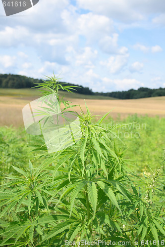 Image of field of cannabis