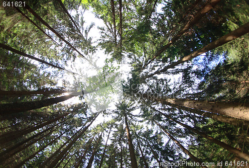 Image of forest and blue sky