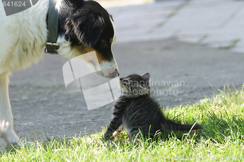 Image of cat and dog