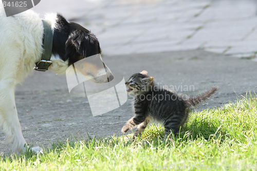 Image of cat and dog