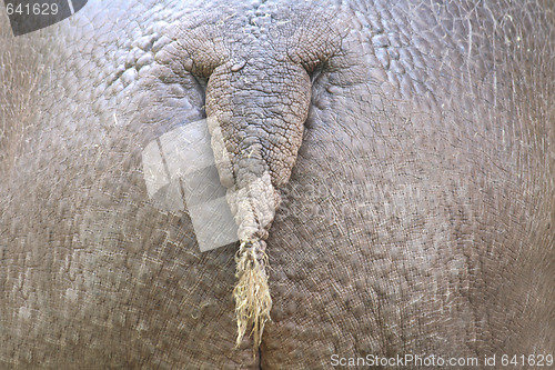 Image of hippo ass