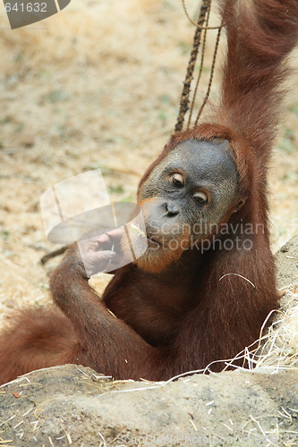 Image of orangutan