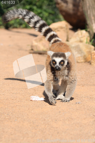 Image of lemur monkey