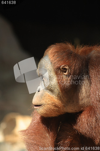 Image of orangutan
