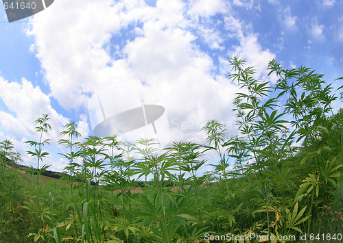 Image of field of cannabis