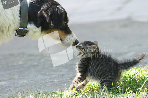 Image of cat and dog