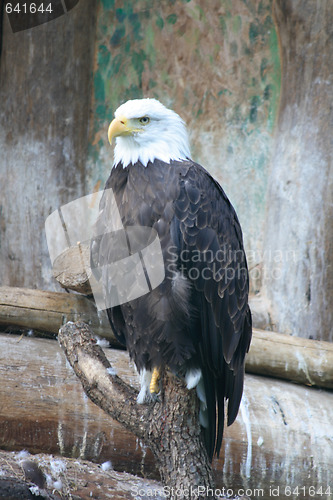 Image of eagle