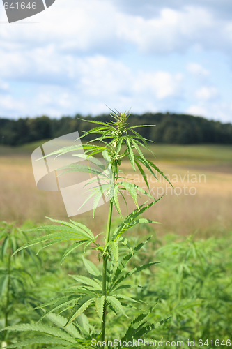 Image of field of cannabis