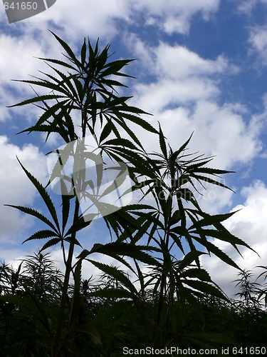 Image of Hemp