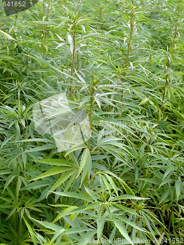 Image of Hemp