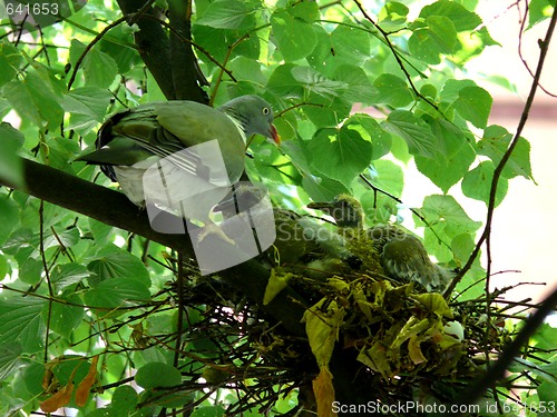 Image of Bird Nest