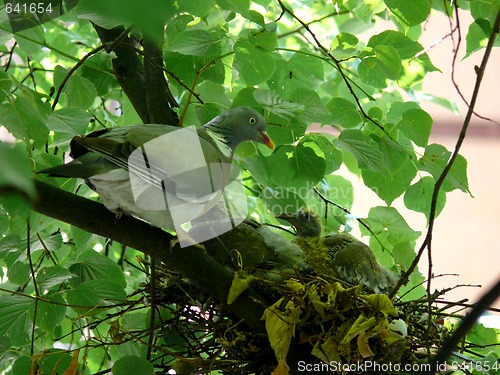 Image of Bird Nest