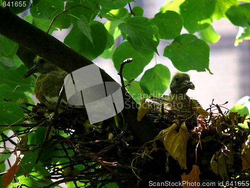 Image of Bird Nest