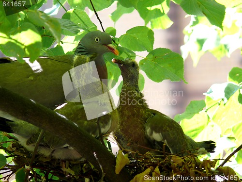 Image of Bird Nest