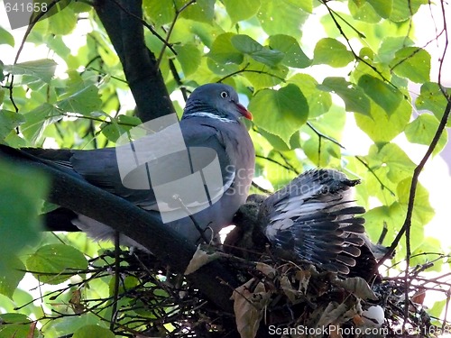 Image of Bird Nest