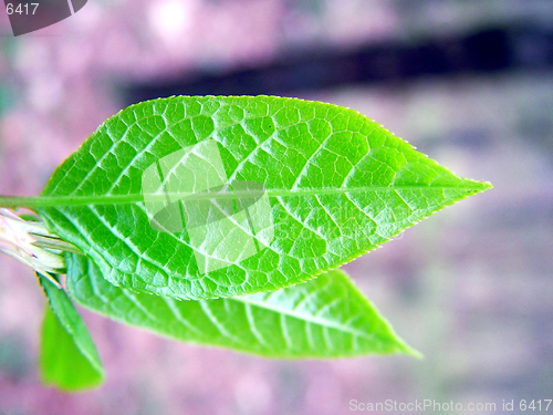 Image of New spring leaf