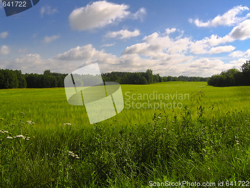 Image of Green field with blue sky